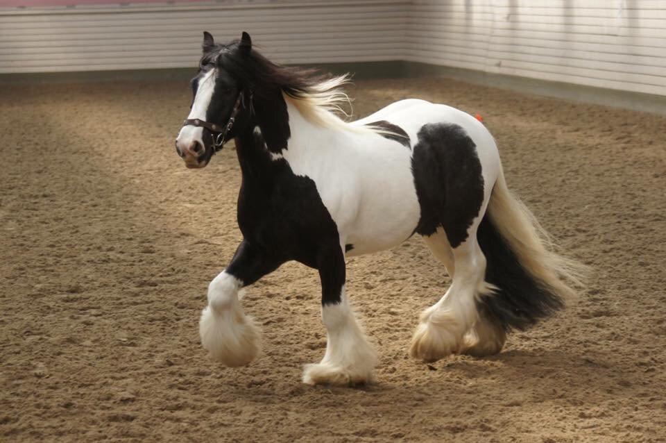 Irish Cob Romany's Cash Junior billede 9