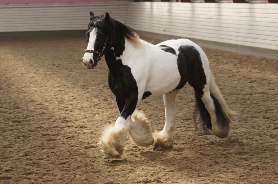 Irish Cob Romany's Cash Junior billede 10