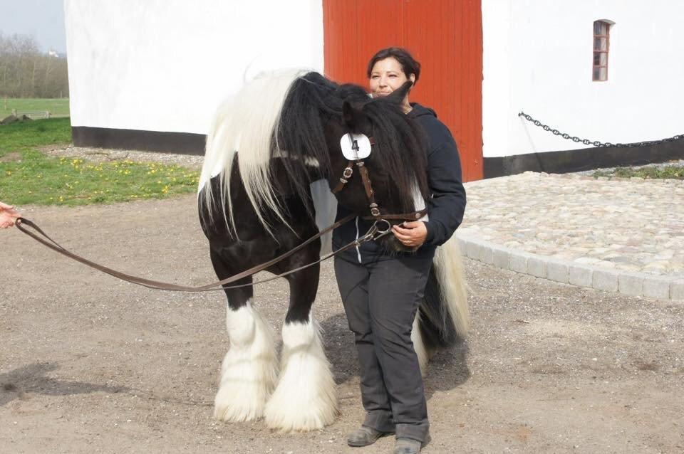 Irish Cob Romany's Cash Junior billede 11