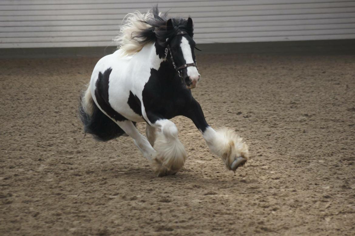 Irish Cob Romany's Cash Junior billede 17