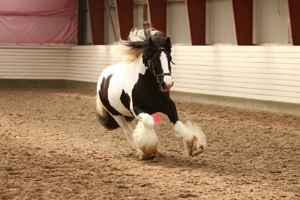 Irish Cob Romany's Cash Junior billede 18