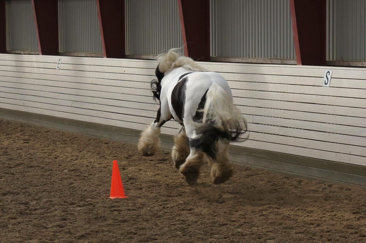 Irish Cob Romany's Cash Junior billede 14