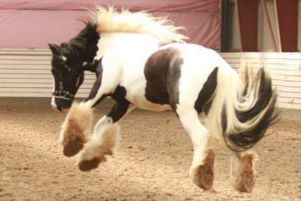 Irish Cob Romany's Cash Junior billede 13