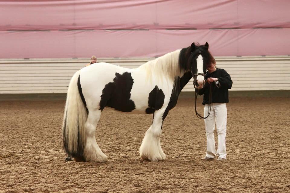 Irish Cob Romany's Cash Junior billede 16