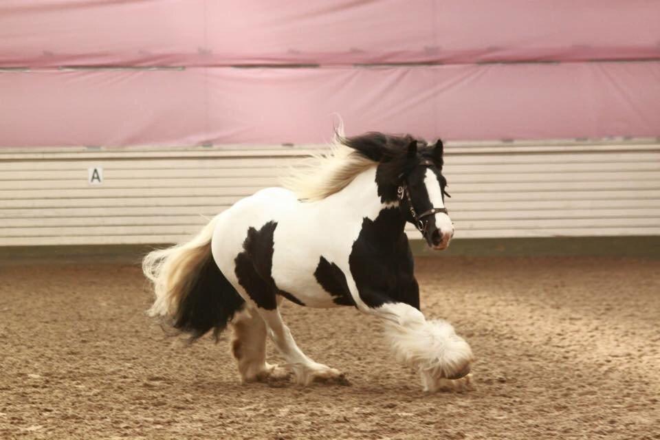 Irish Cob Romany's Cash Junior billede 19