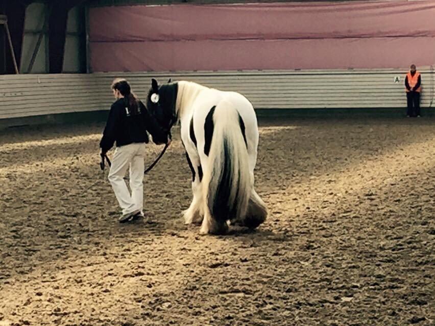 Irish Cob Romany's Cash Junior billede 15