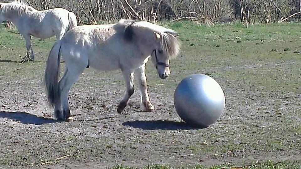 Anden særlig race Bob Marley billede 10