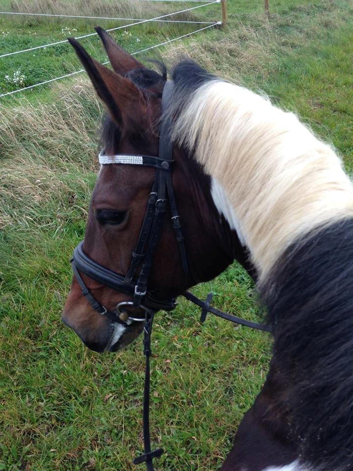Pinto Thiamo - På Malling landbrugsskole  billede 2