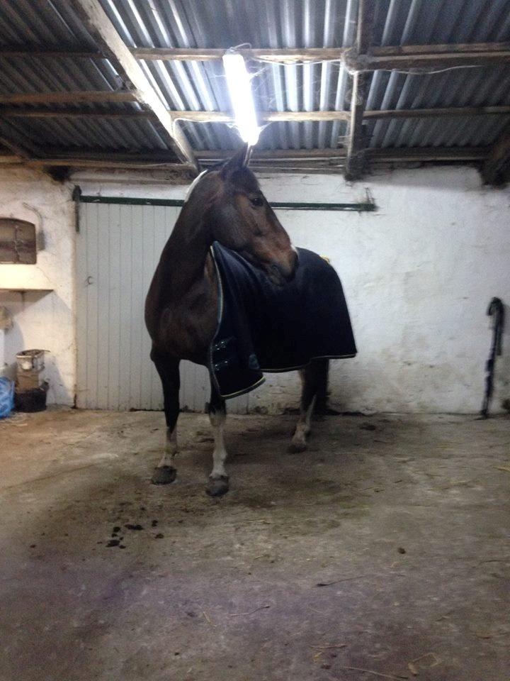 Pinto Thiamo - På staldgangen i holm billede 3