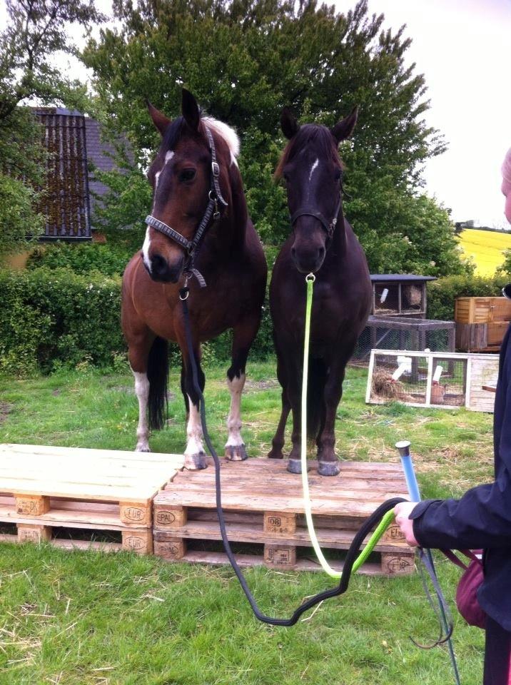 Pinto Thiamo - Stå på palle med min venindes hest Thass. Horzes in harmony billede 6