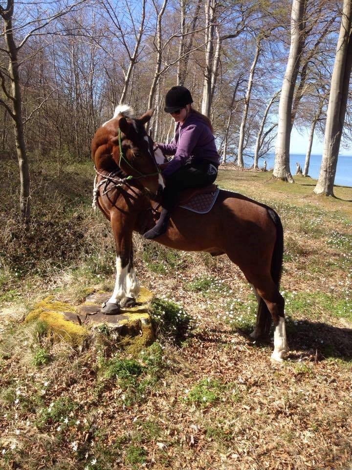 Pinto Thiamo - Stå på stub. billede 7