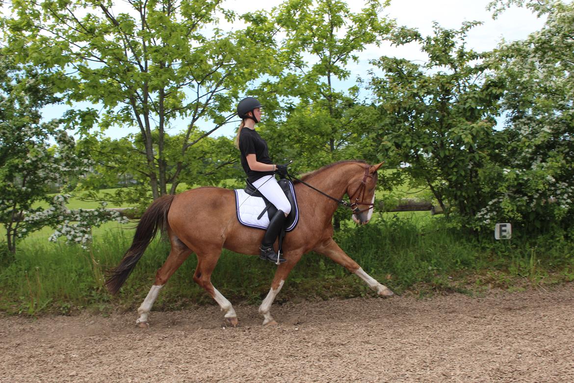 Hollandsk Sportspony Jimmie billede 13