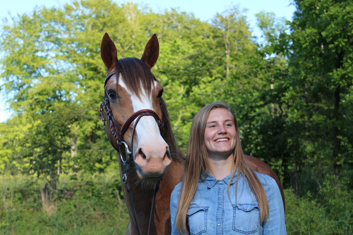 Hollandsk Sportspony Jimmie - Jeg elsker dig! billede 1