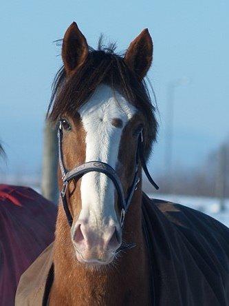 Hollandsk Sportspony Jimmie billede 7