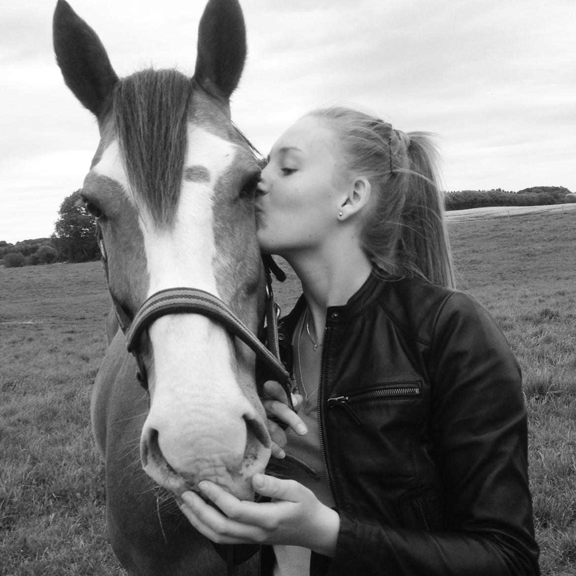 Hollandsk Sportspony Jimmie billede 6