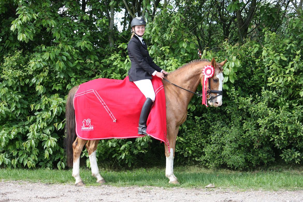 Hollandsk Sportspony Jimmie - Vinder af Svankjærcuppen 2014 billede 3
