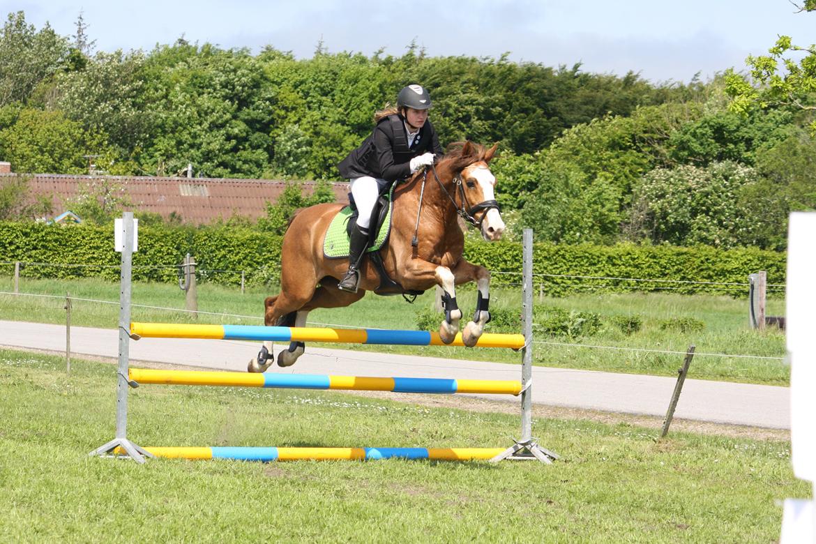 Hollandsk Sportspony Jimmie - Stævne på Svankjær Efterskole i LA** med 0 fejl og vinder af klassen billede 10