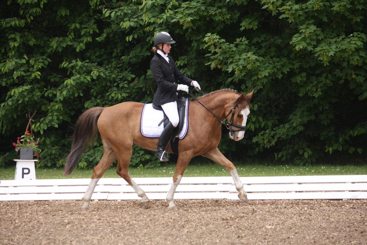 Hollandsk Sportspony Jimmie - LA2 til Morsø distriktstævne 2014 billede 9