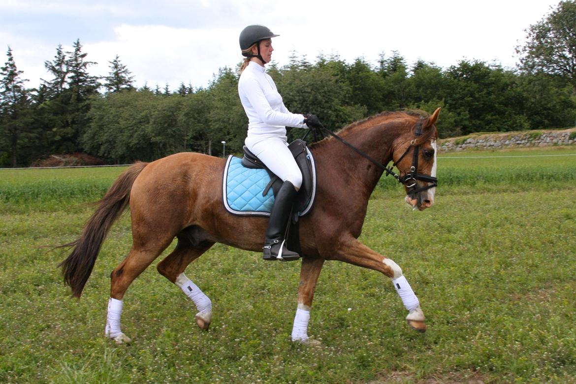 Hollandsk Sportspony Jimmie billede 4