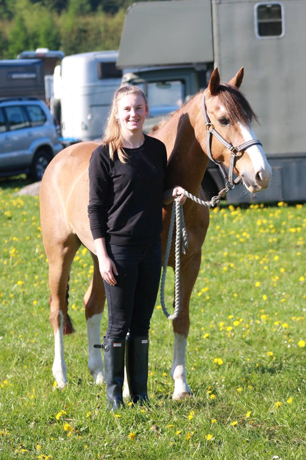 Hollandsk Sportspony Jimmie billede 11