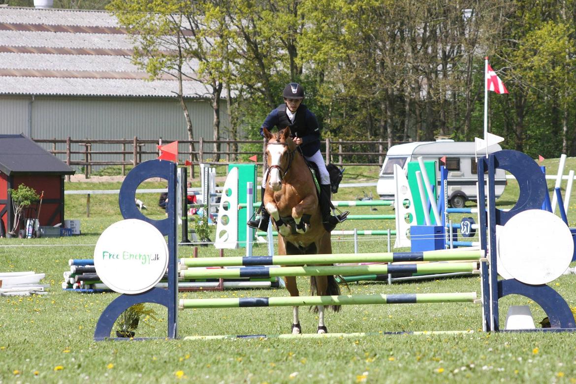 Hollandsk Sportspony Jimmie - Victor og Jimmie til Morsø 2015 i LB** billede 12