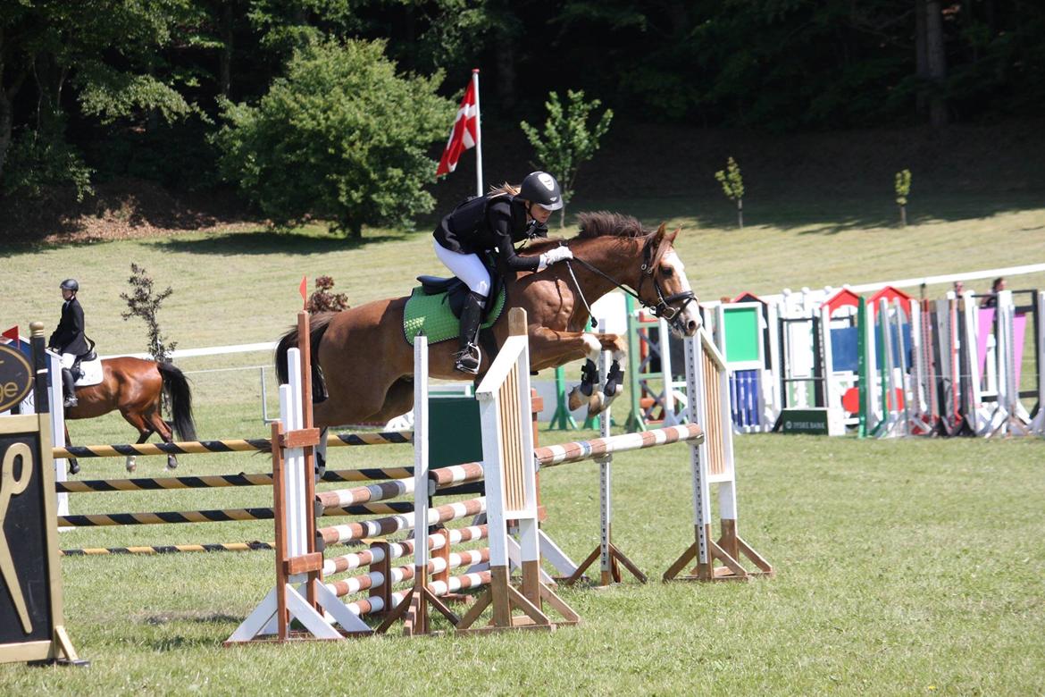 Hollandsk Sportspony Jimmie - Morsø distriktstævne 2014 - Her i en LB* for hest billede 2