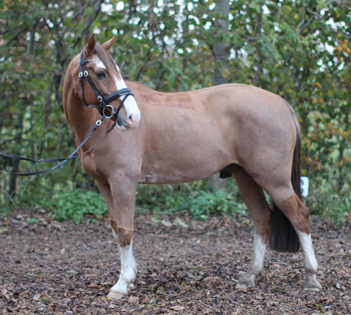 Hollandsk Sportspony Jimmie billede 5