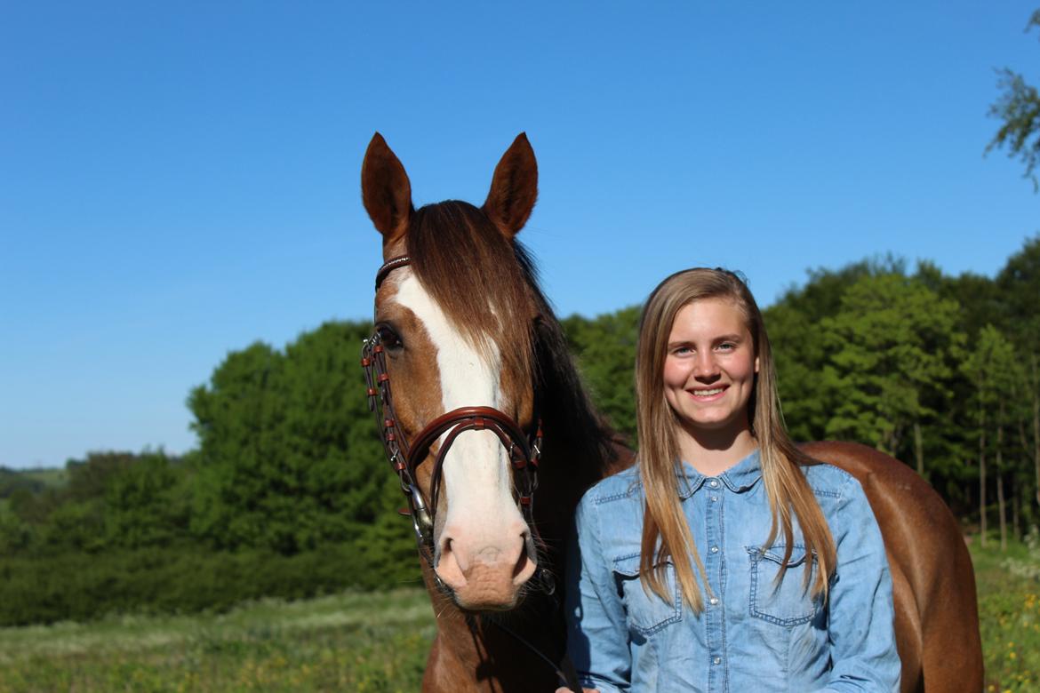 Hollandsk Sportspony Jimmie - Det er ikke et farvel, men et på gensyn! billede 14