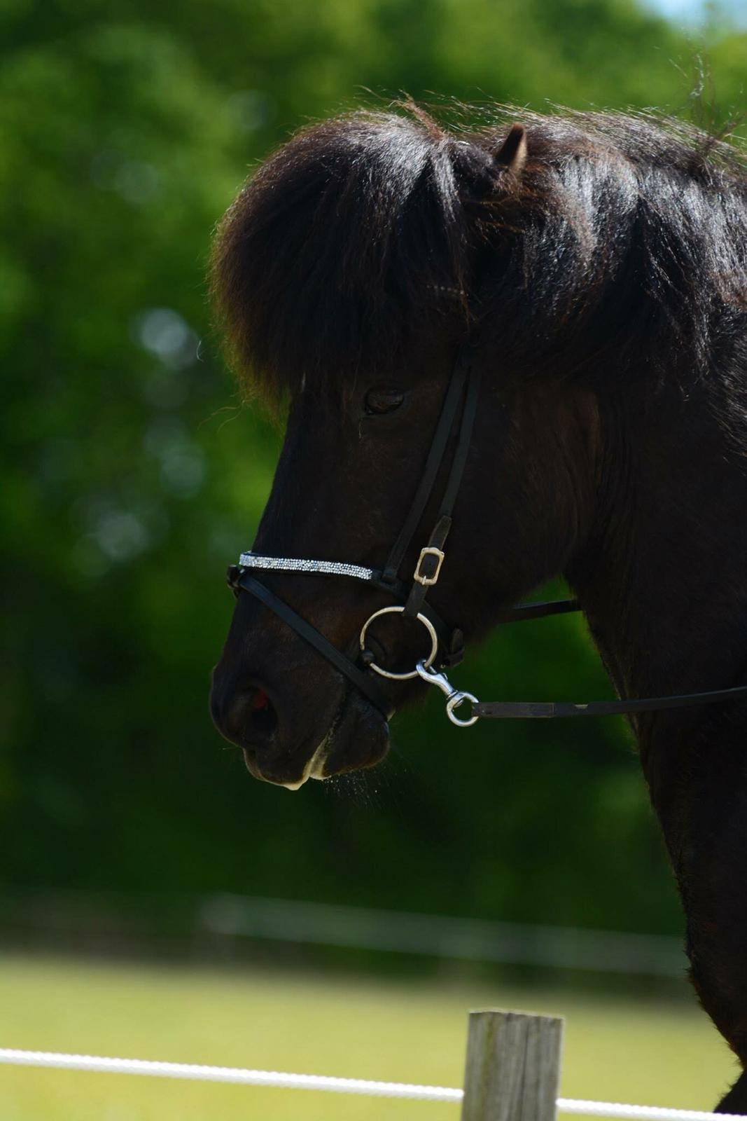 Islænder Máni fra Sigersberg billede 9