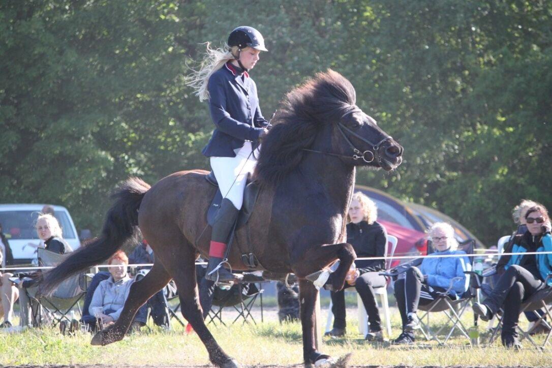 Islænder Máni fra Sigersberg billede 11