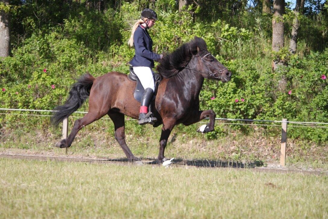 Islænder Máni fra Sigersberg billede 12