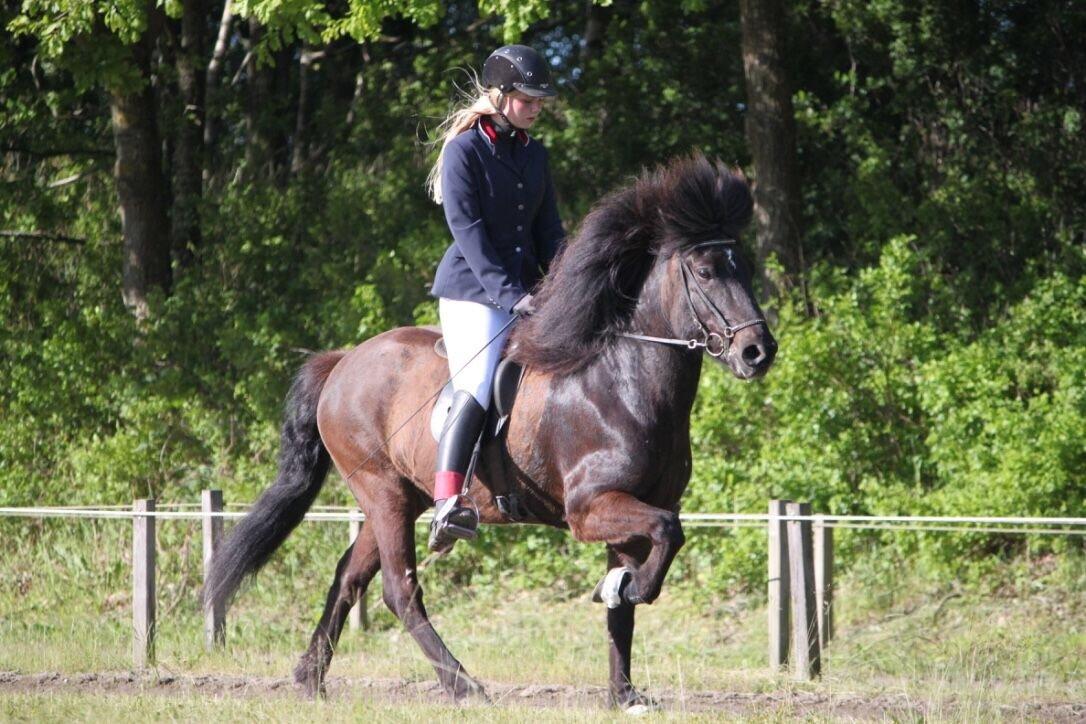 Islænder Máni fra Sigersberg billede 13