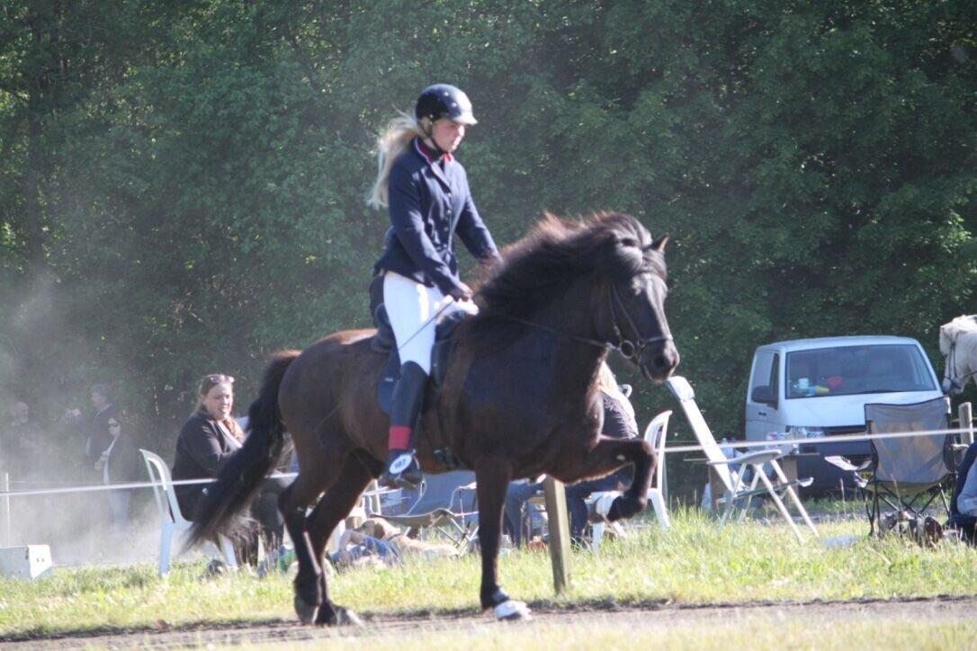 Islænder Máni fra Sigersberg billede 14