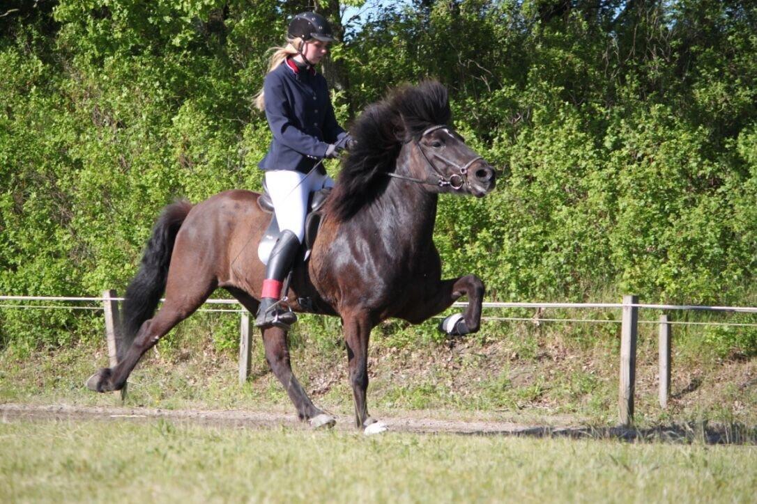 Islænder Máni fra Sigersberg billede 10