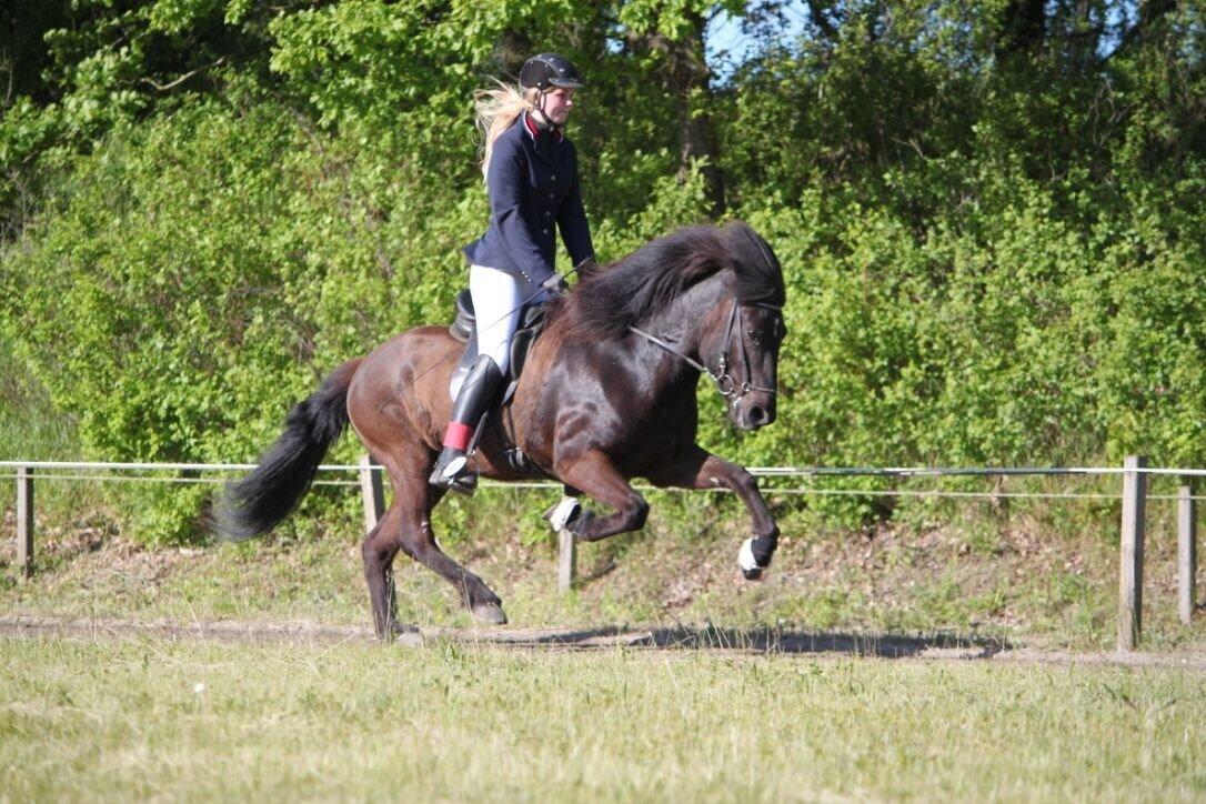 Islænder Máni fra Sigersberg billede 16