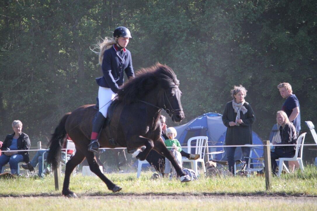 Islænder Máni fra Sigersberg billede 15