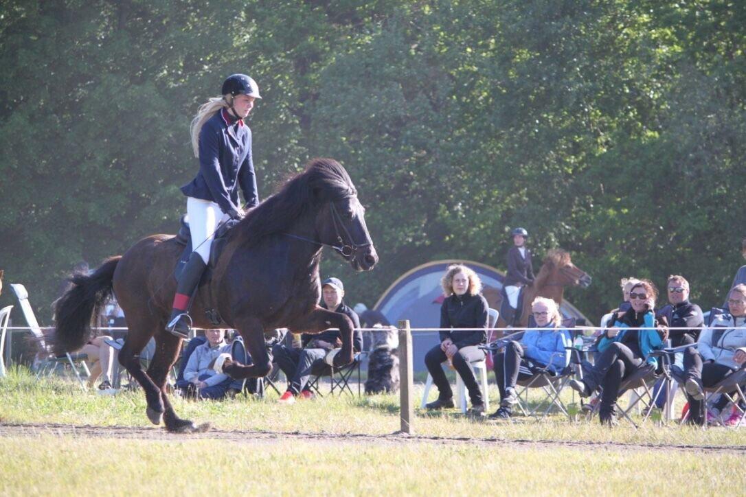 Islænder Máni fra Sigersberg billede 18