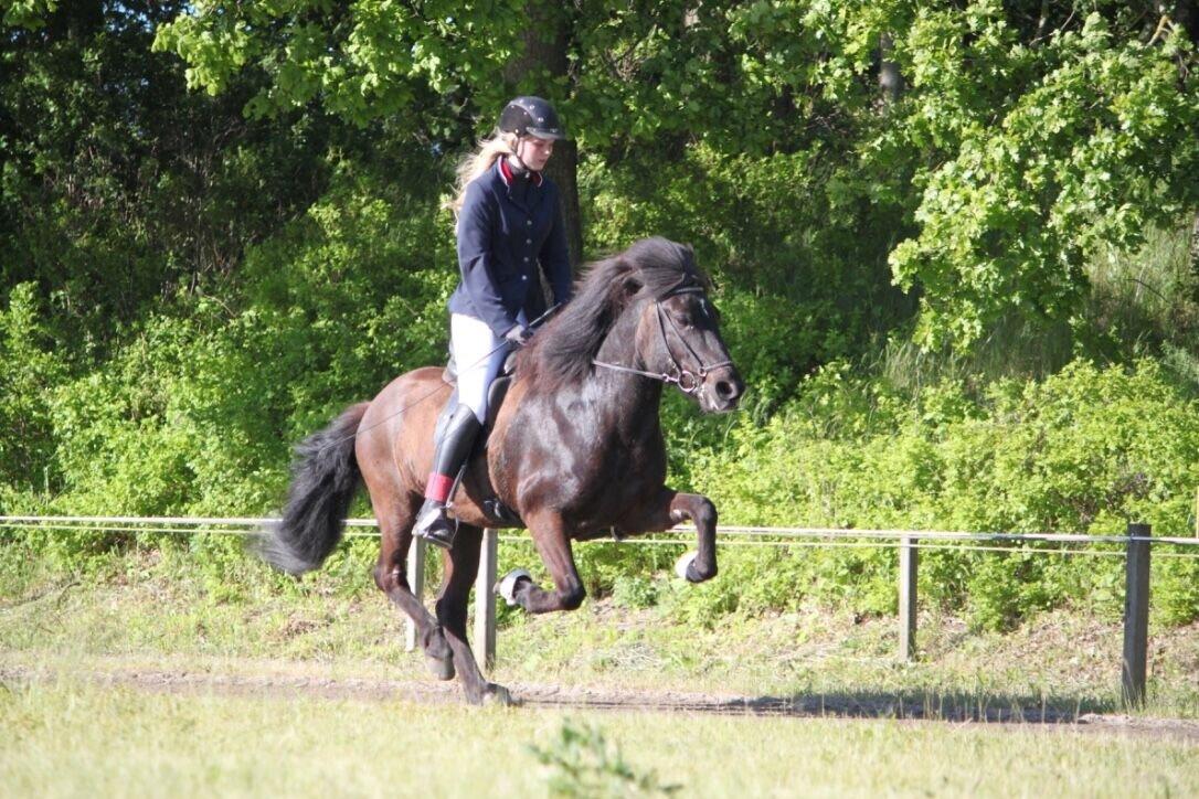 Islænder Máni fra Sigersberg billede 17