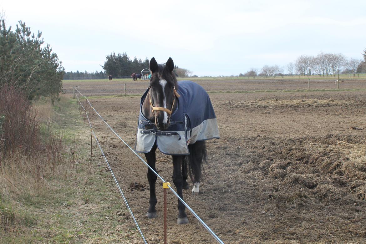 Dansk Varmblod Madonna billede 10