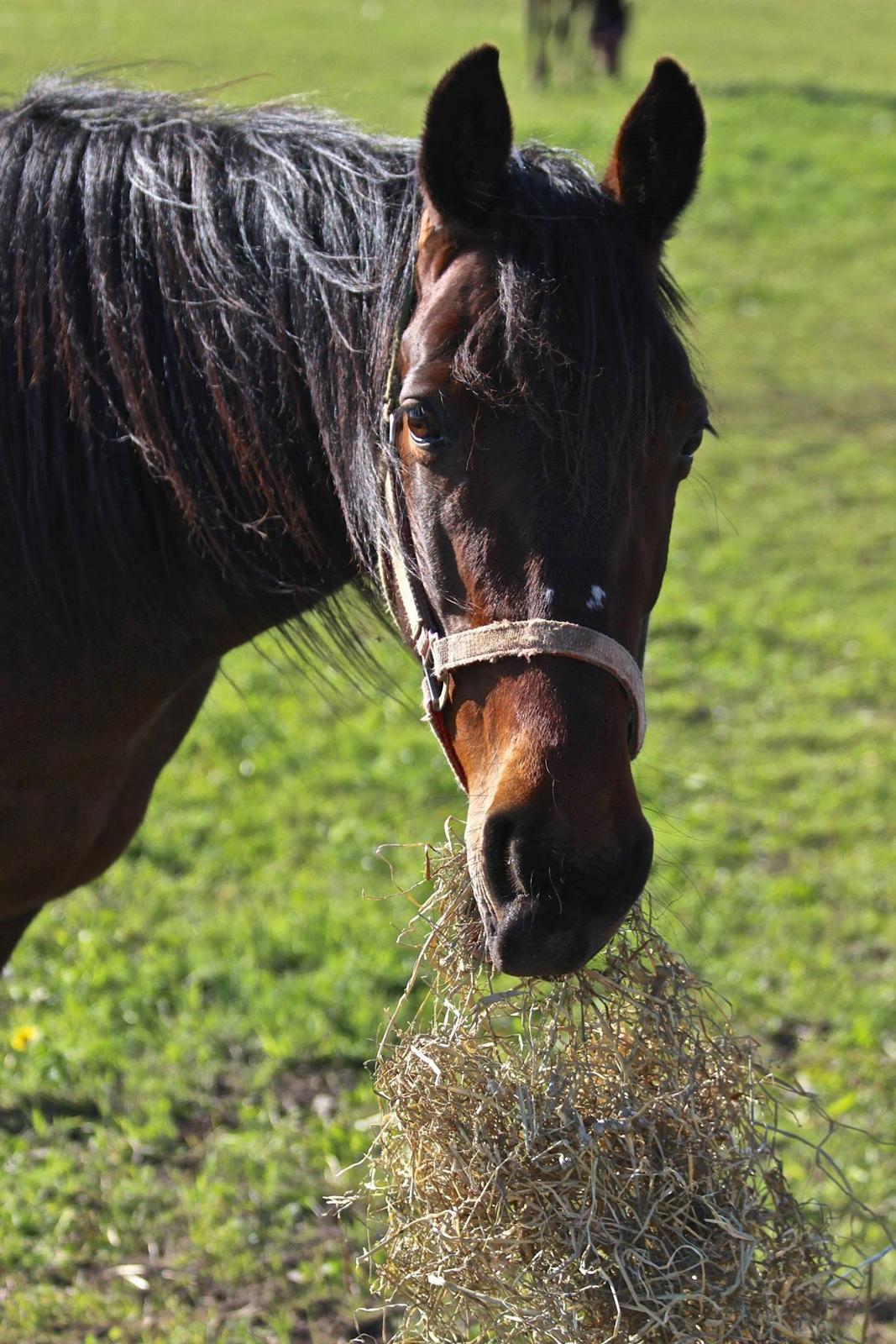 Traver Borlis Alf billede 12