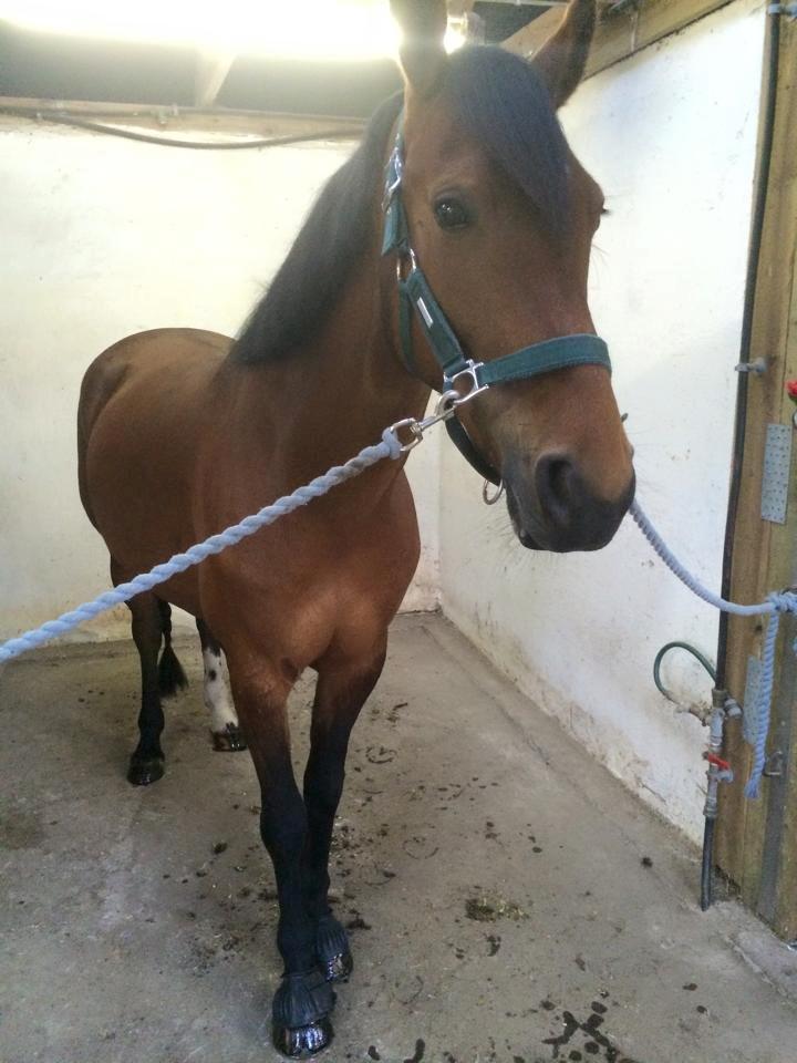 DSP Shamrocks Massa E. Cozzile  billede 9