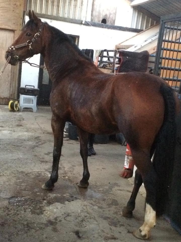 DSP Shamrocks Massa E. Cozzile  billede 10