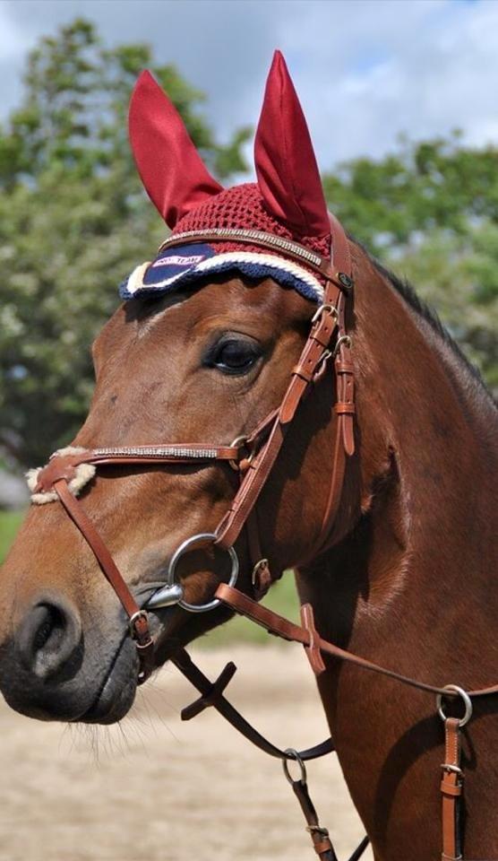 DSP Shamrocks Massa E. Cozzile  billede 7