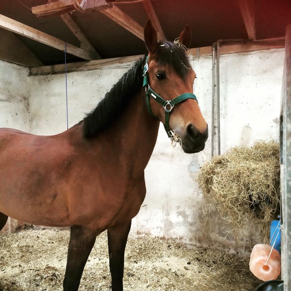 DSP Shamrocks Massa E. Cozzile  billede 11