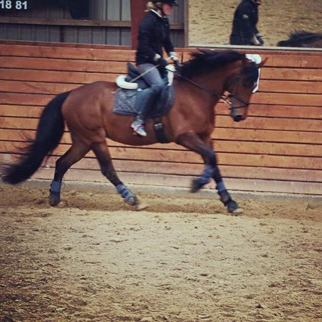 DSP Shamrocks Massa E. Cozzile  - Massa med dygtige Pia på ryggen :o) billede 6