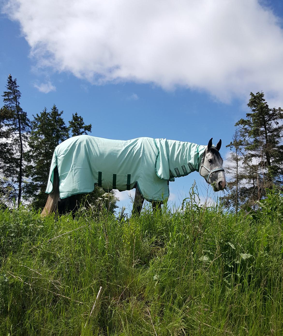 Dansk Varmblod Lotus Esprit W *SOLGT* - Pakket ind med Rambo Sweet Itch Hoody dækken... Ikke nemt at være sart overfor de flyvende kryb :) billede 15