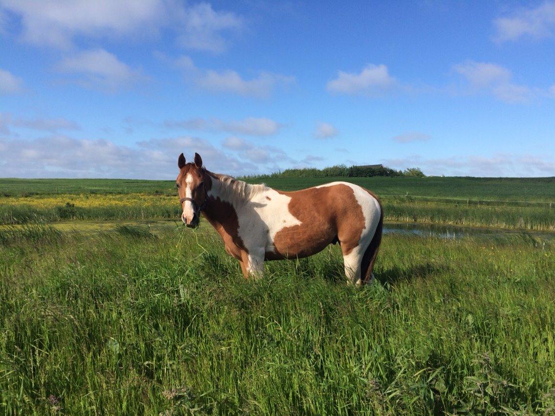 Paint Thumbs up for Obi billede 6