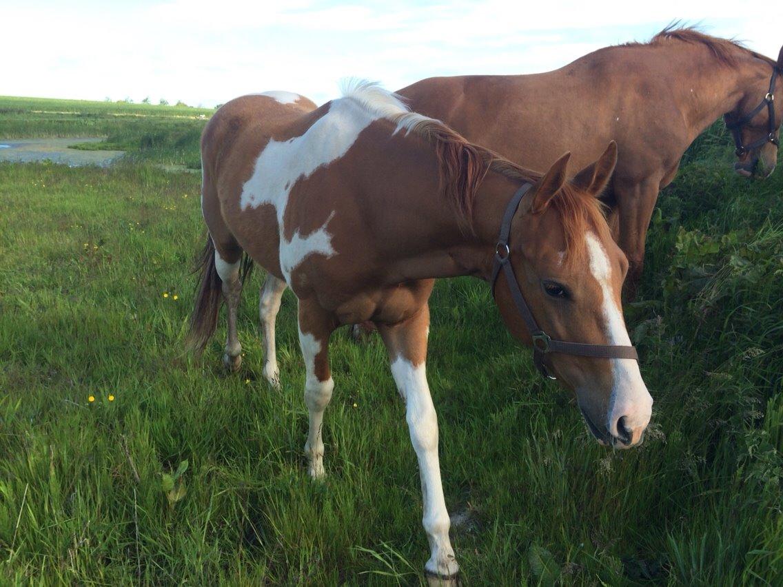 Paint Thumbs up for Obi billede 7