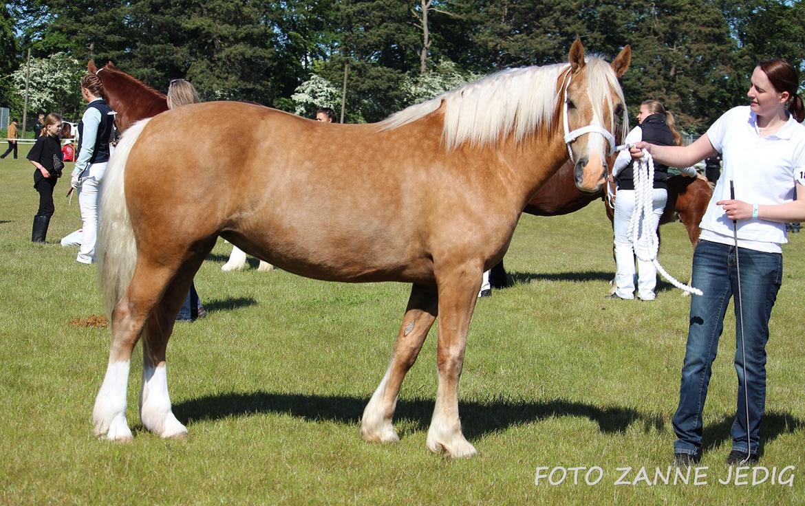 Welsh Cob (sec D) Rosalinde - Rosa til roskilde dyreskue  2015 billede 2