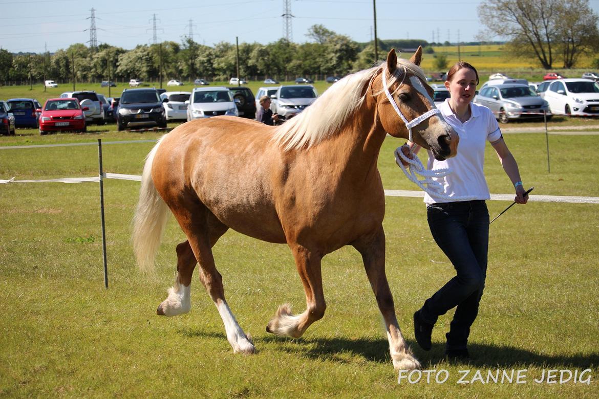 Welsh Cob (sec D) Rosalinde - Rosa til Roskilde dyreskue 2015 billede 37